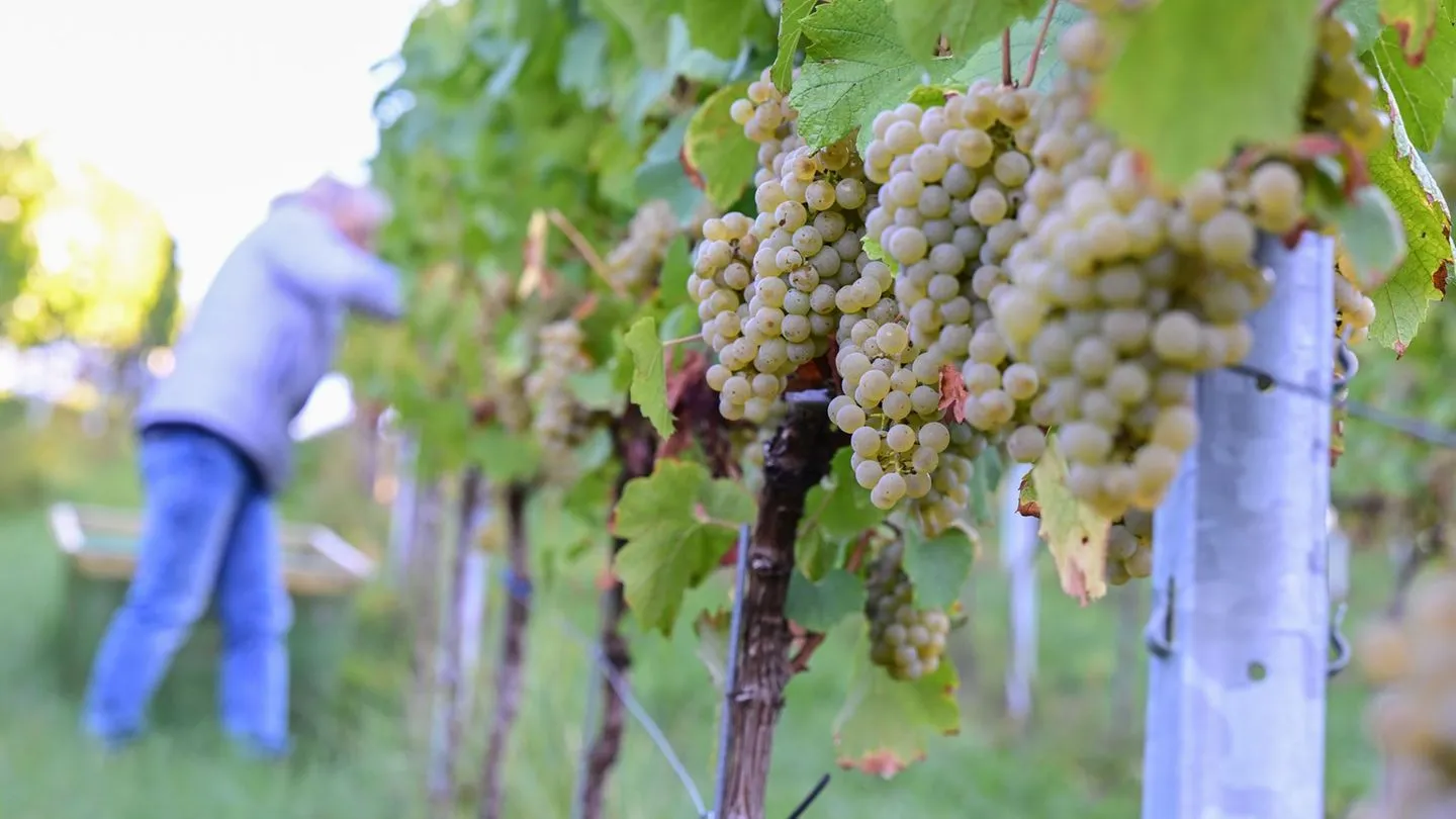 Agrar: Die Weinernte 2026 fällt weniger schlimm aus als befürchtet