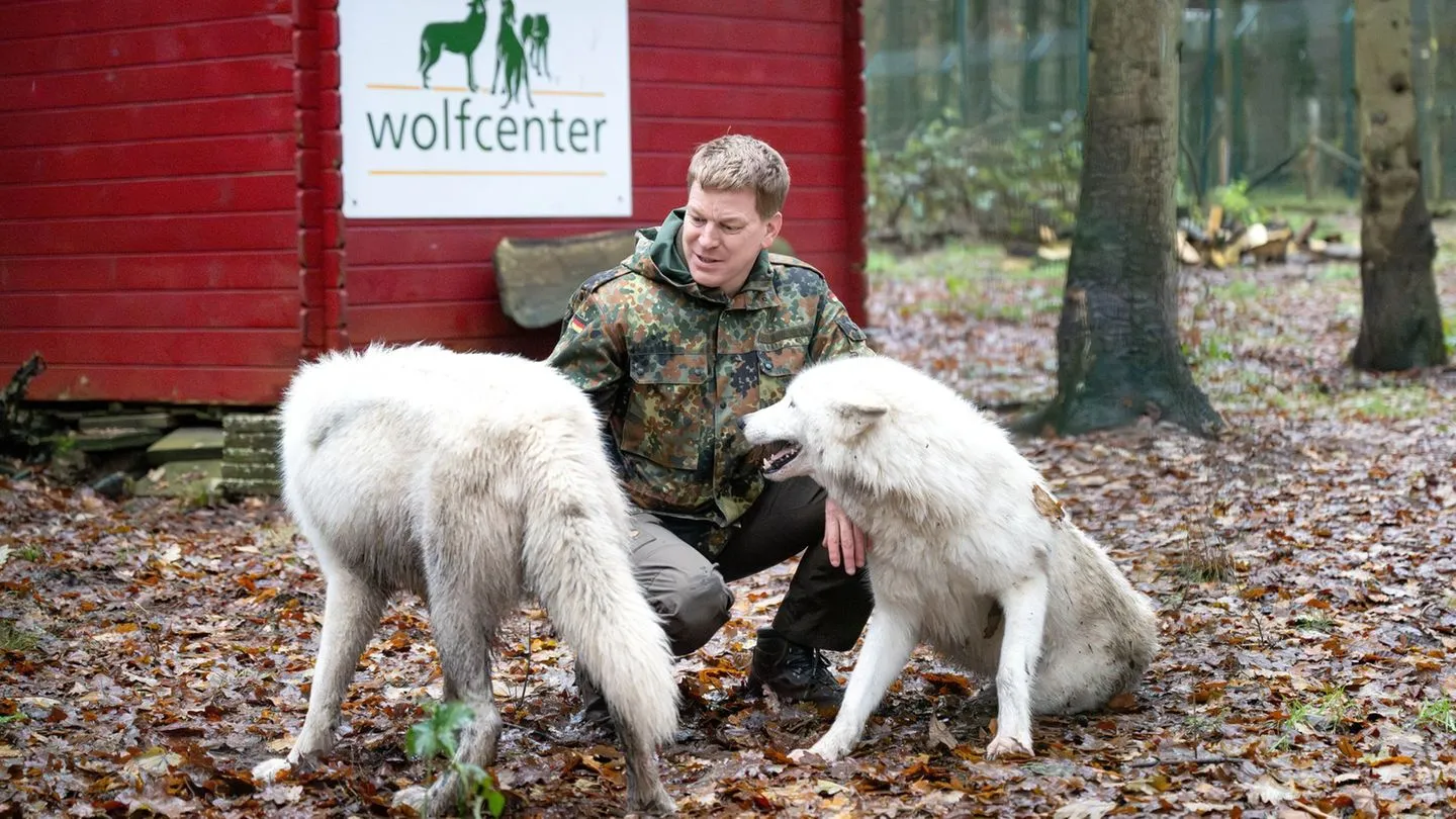 Nach Angriff in Wildpark: Wolfcenter – Nähe zu Wölfen nur hinter sicherem Zaun