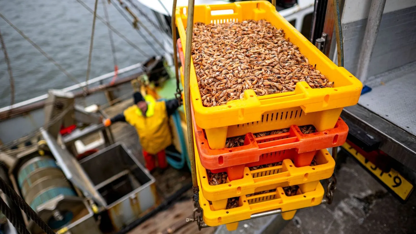 Lage der Krabbenfischer: Warum die Krabbensaison an der Nordsee schwächelt — und worauf die Küste hofft