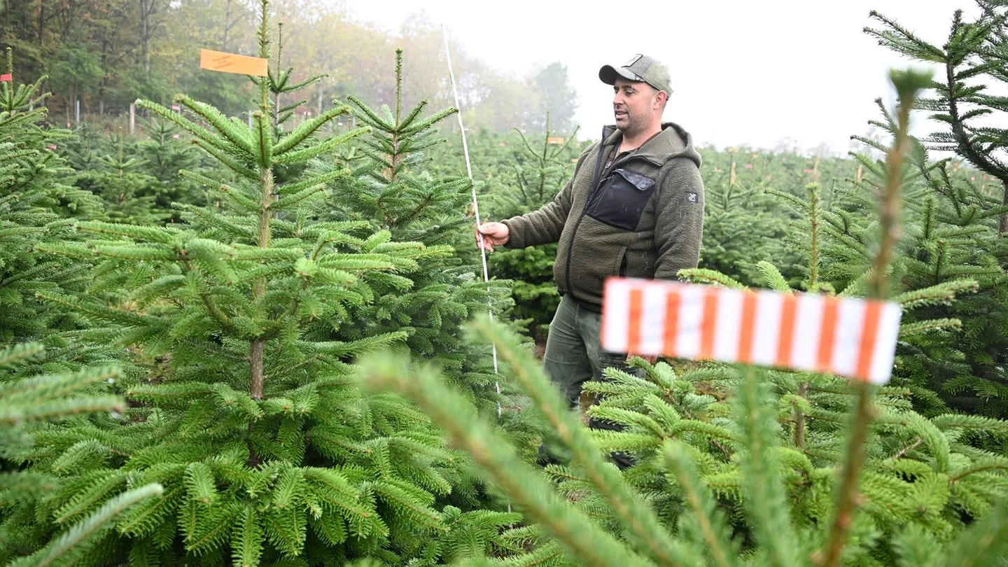Forstwirtschaft: Vor der Weihnachtsbaum-Saison – So entwickeln sich die Preise