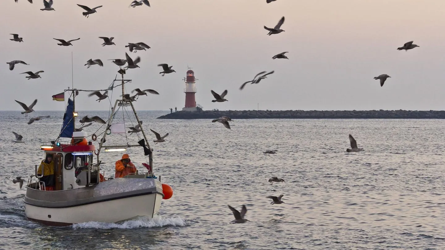 Streit ums Heringfischen: Bald kein Hering mehr aus der Ostsee? Brüssel plant Fangverbot ab 2027