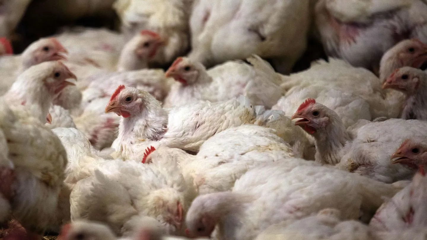 Fleischkonsum in Deutschland steigt: Geflügel im Aufwind – mehr Importware verdrängt heimische Produktion