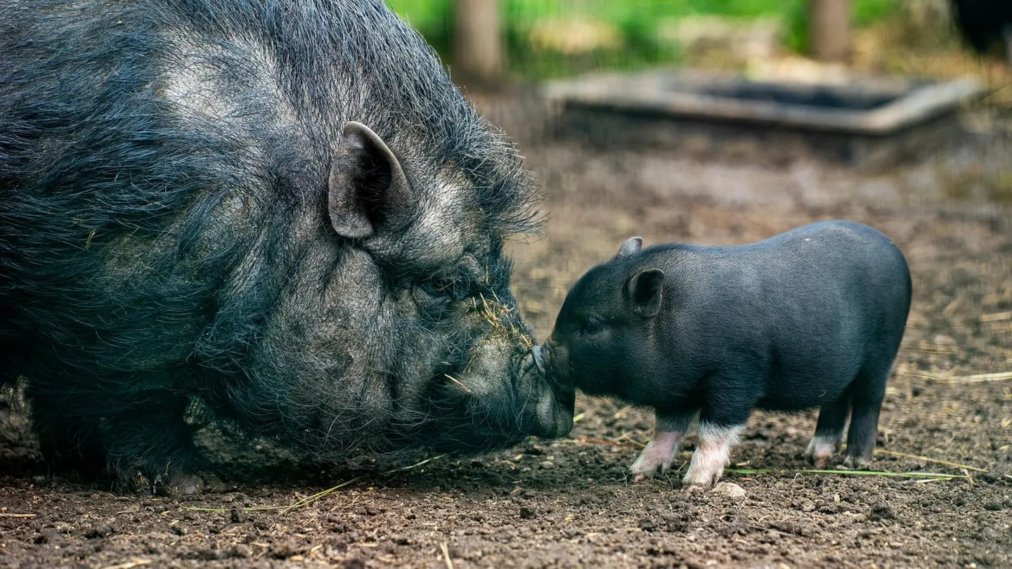 Tierschutz-Urteil: Schwein darf nicht in Berliner Altbauwohnung im vierten Stock leben