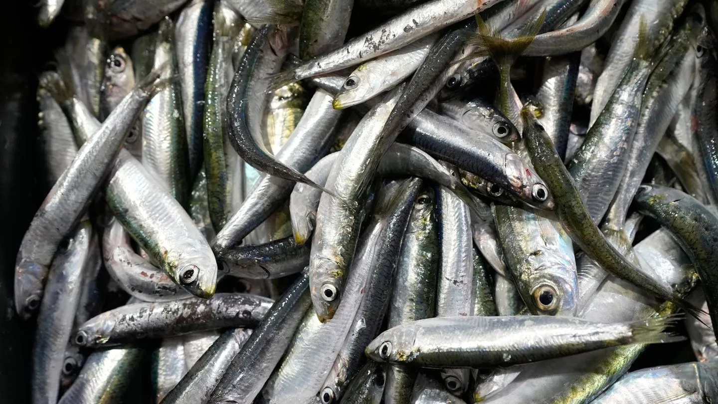 Einzelhandel: Sardinen werden knapp – Engpässe halten an