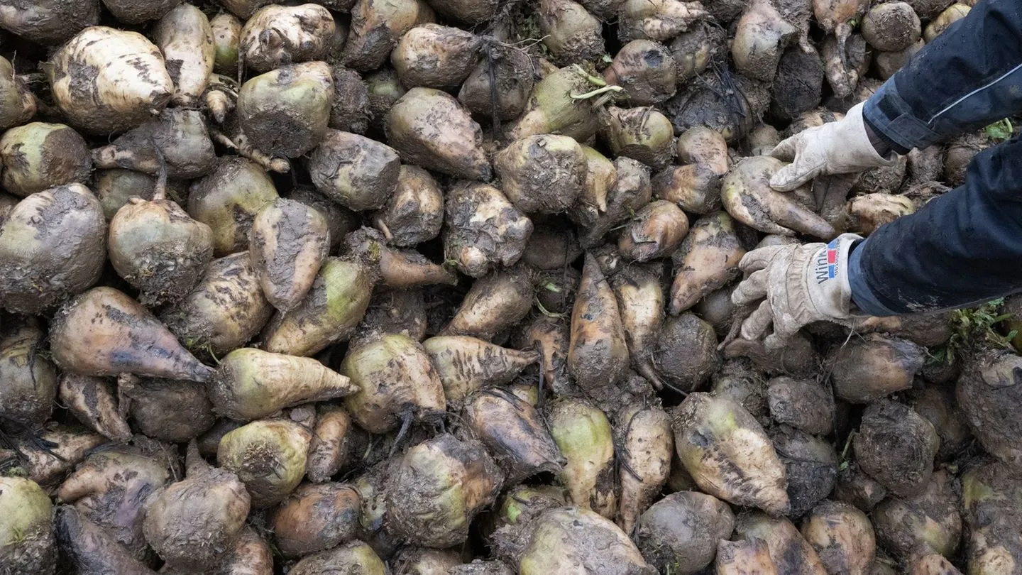 Agriculture: Record‑low sugar‑beet harvest feared