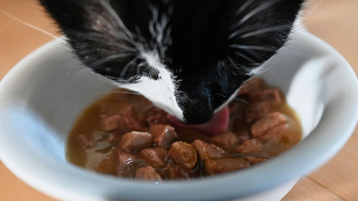Kostspielige Tierliebe: Hundesteuer und Futterpreise drücken Haushalte
