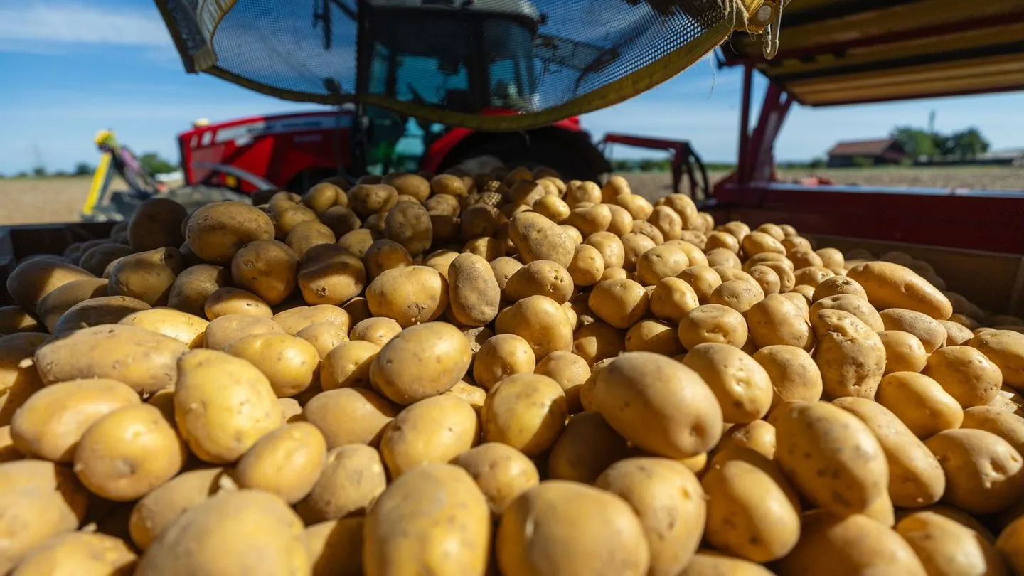 Folgen der Dürre: Minderernte treibt Kartoffelpreise nach oben
